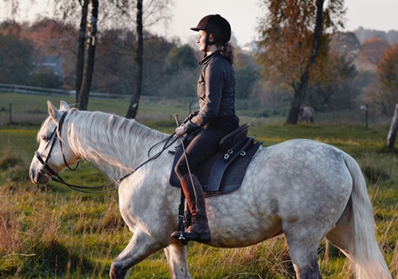 Equine Insurance