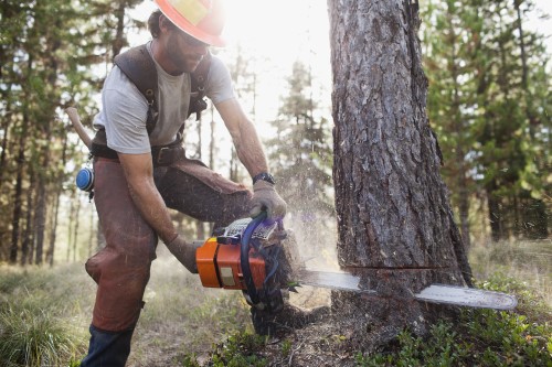Forestry Insurance 